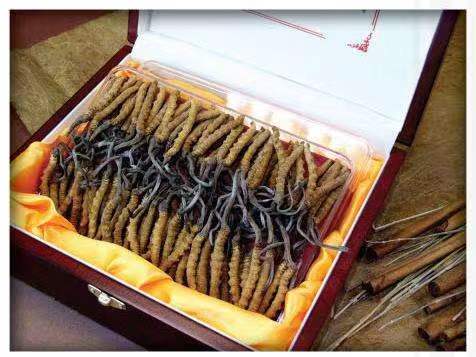 普安冬虫夏草回收